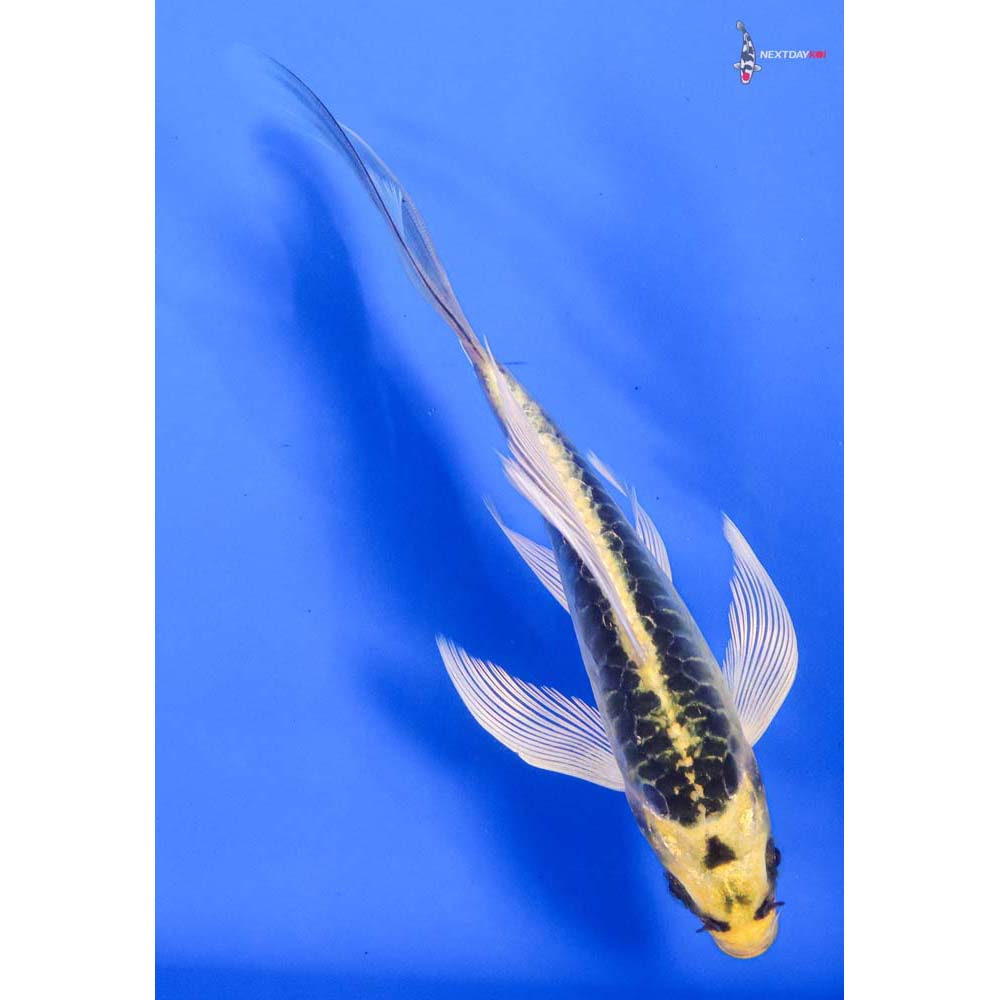6.5” Imported Doitsu Kujaku Butterfly Koi - Image 3