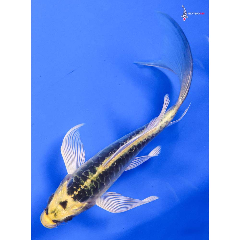 6.5” Imported Doitsu Kujaku Butterfly Koi - Image 5
