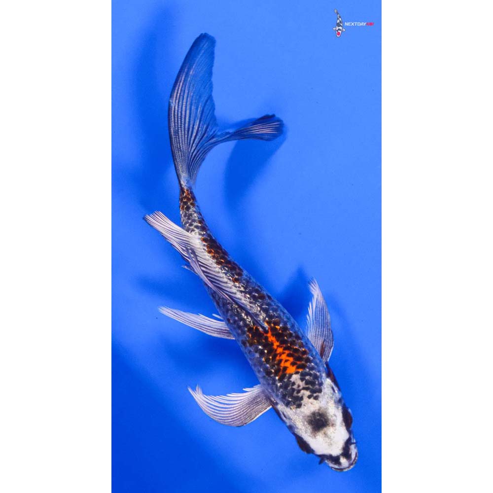 6” Imported Gin Rin Kujaku Butterfly Koi