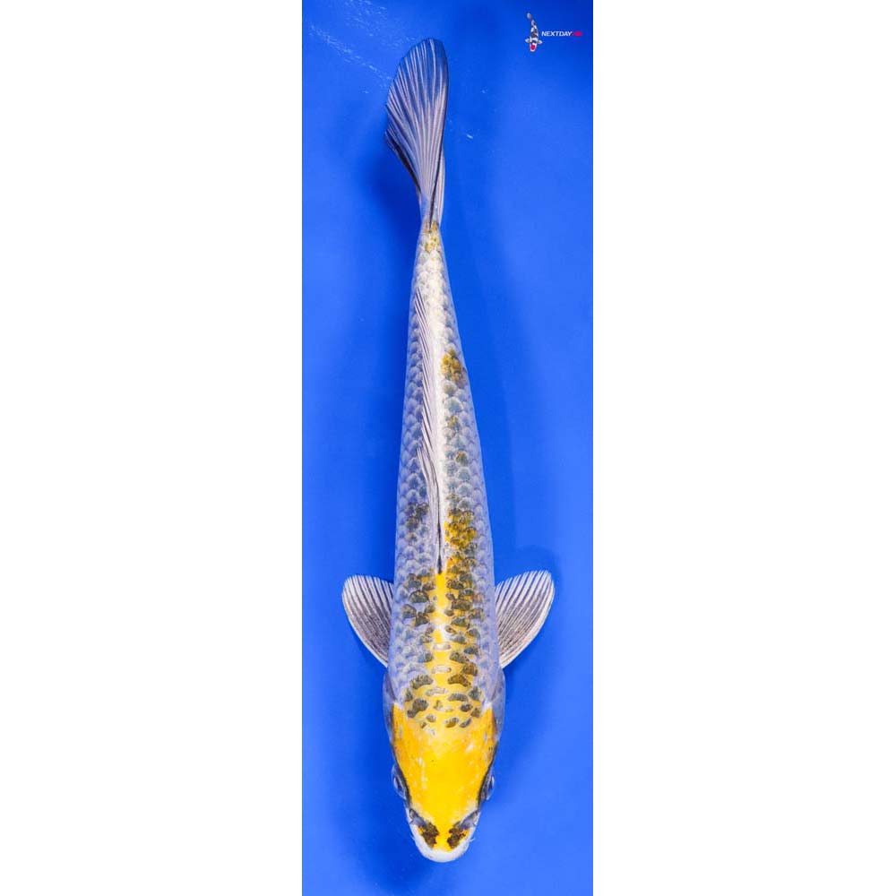 9.5” Imported Kujaku