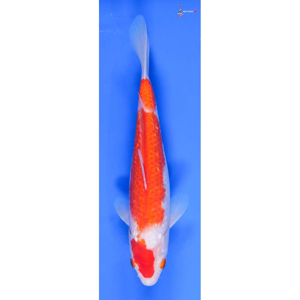9” Imported Gin Rin Kohaku