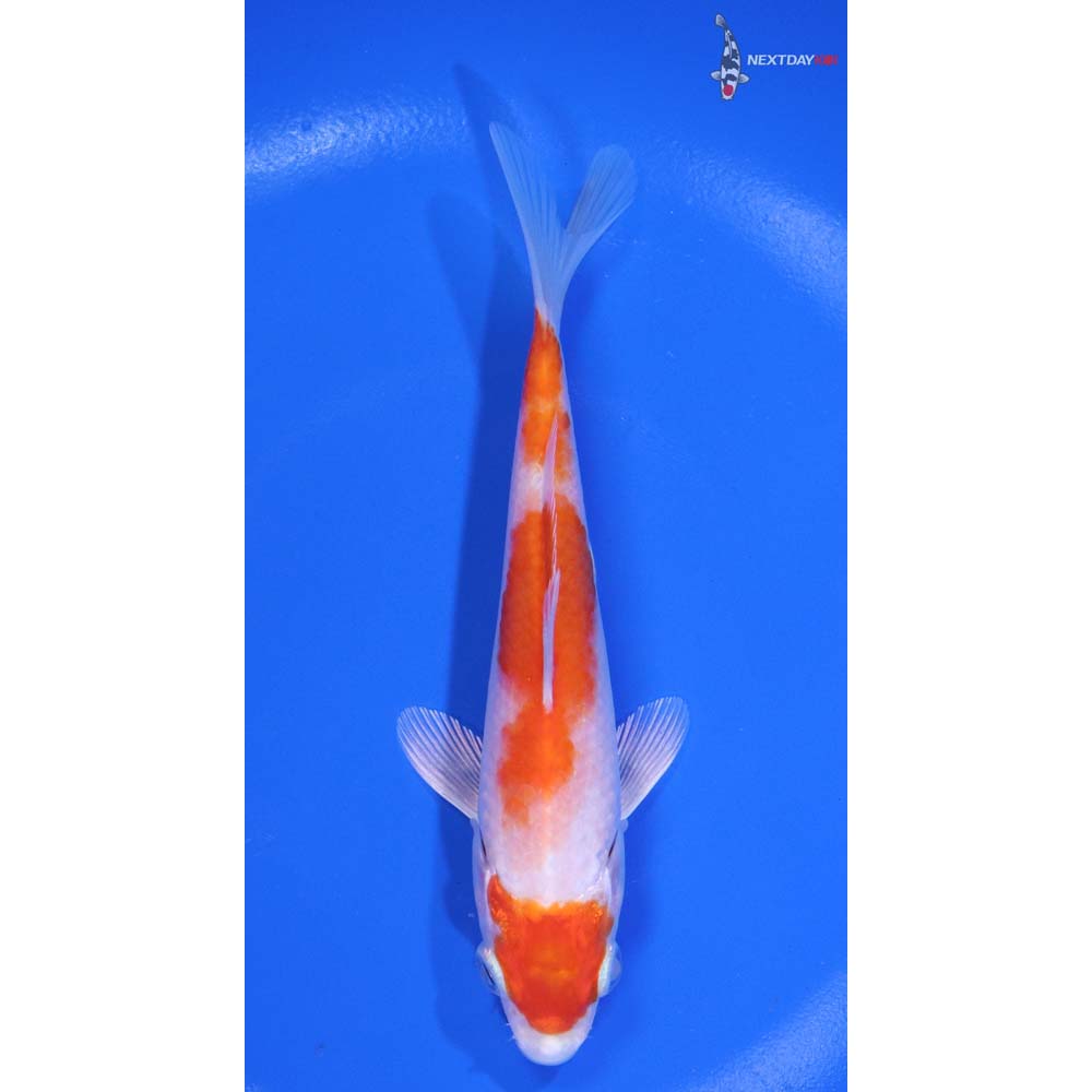 5” Imported Hariwake