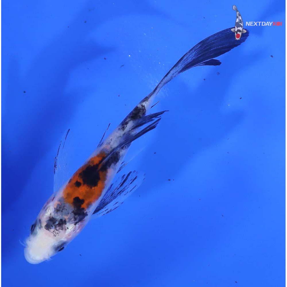 3.5” Imported Sanke Butterfly Koi