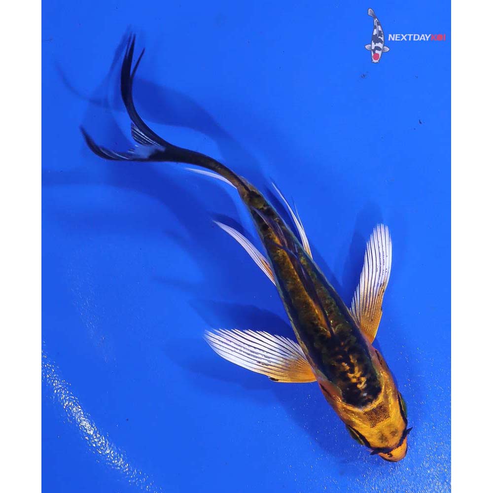 3.5” Imported Kin Kikokuryu Butterfly Koi