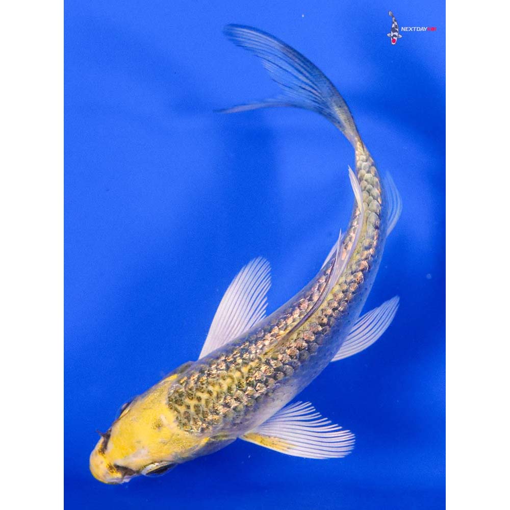 3.5” Imported Gin Rin Ki Matsuba Butterfly Koi