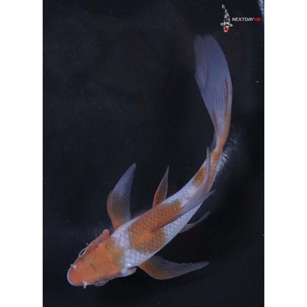 5” Imported Ochiba Shigure Butterfly Koi - Image 5