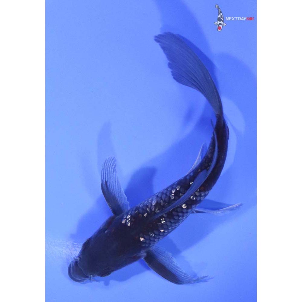 5.5” Imported Gin Rin Ochiba Shigure Butterfly Koi