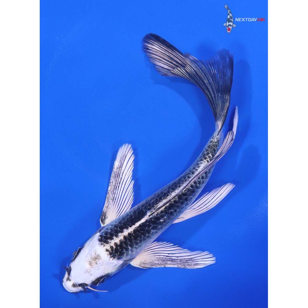 6” Imported Gin Matsuba Butterfly Koi