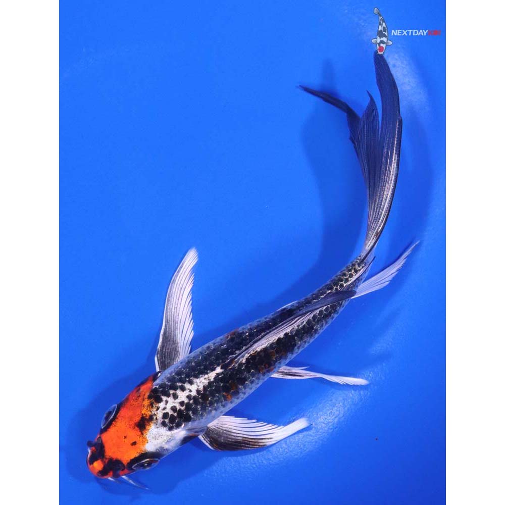 6” Imported Kujaku Butterfly Koi