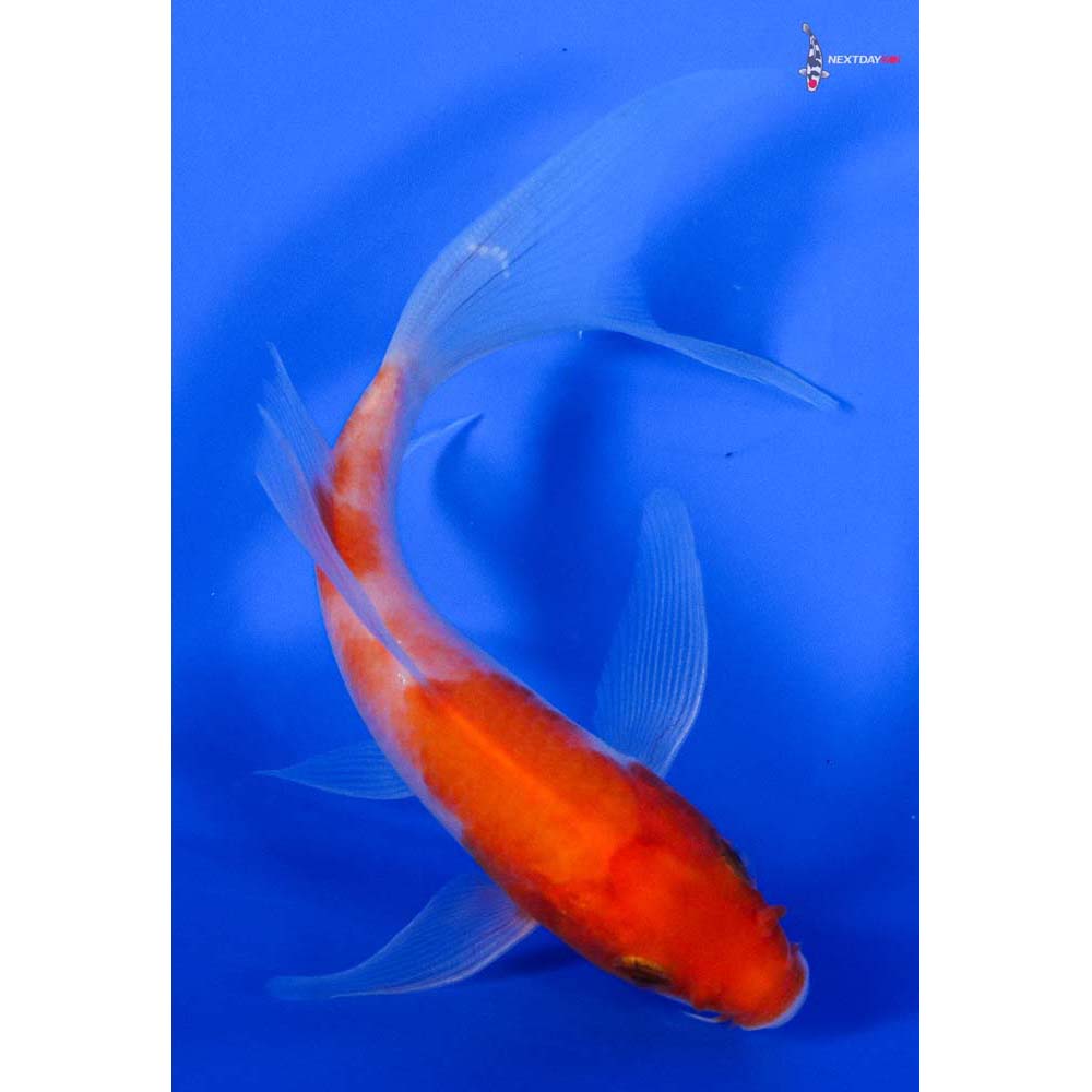 5” Imported Kohaku Butterfly Koi