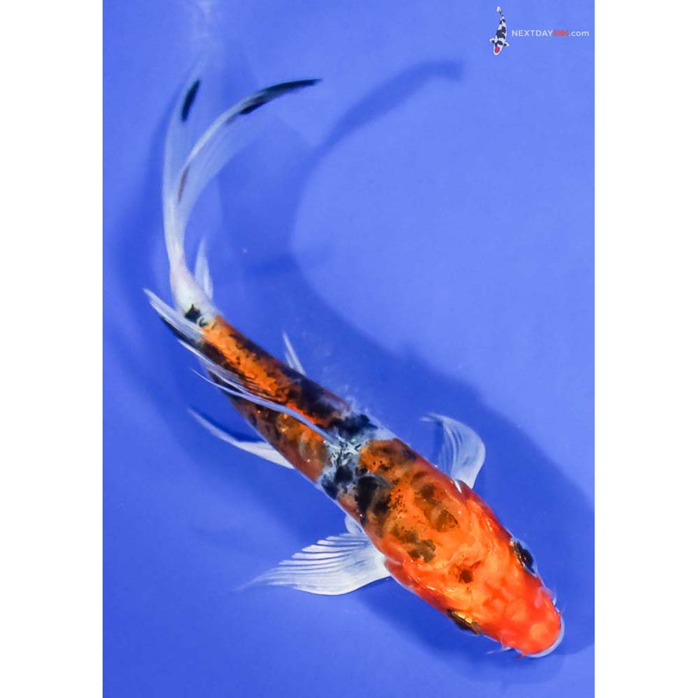 5.5” Imported Heisei Nishiki Butterfly Koi