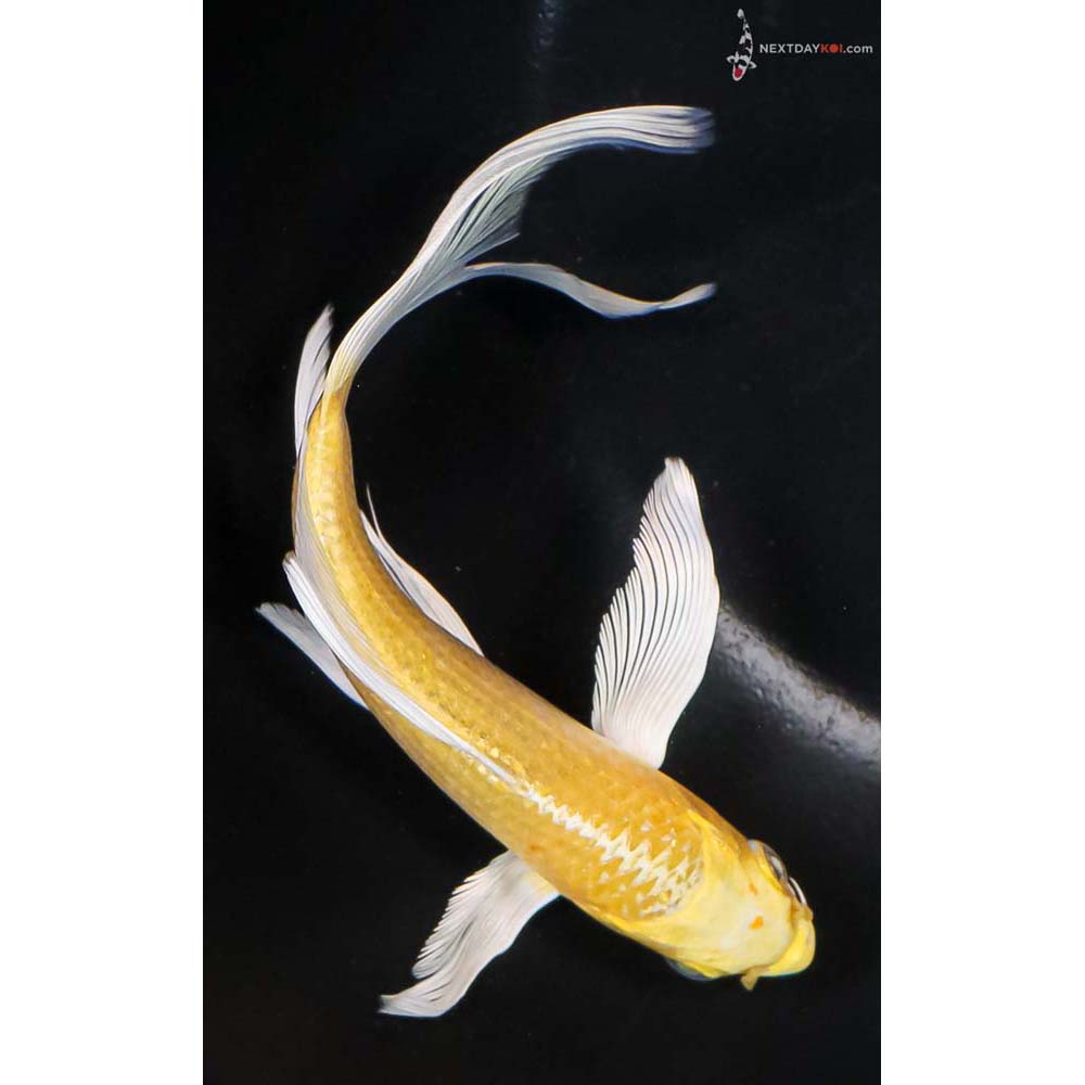 6.5” Imported Yamabuki Ogon Butterfly Koi