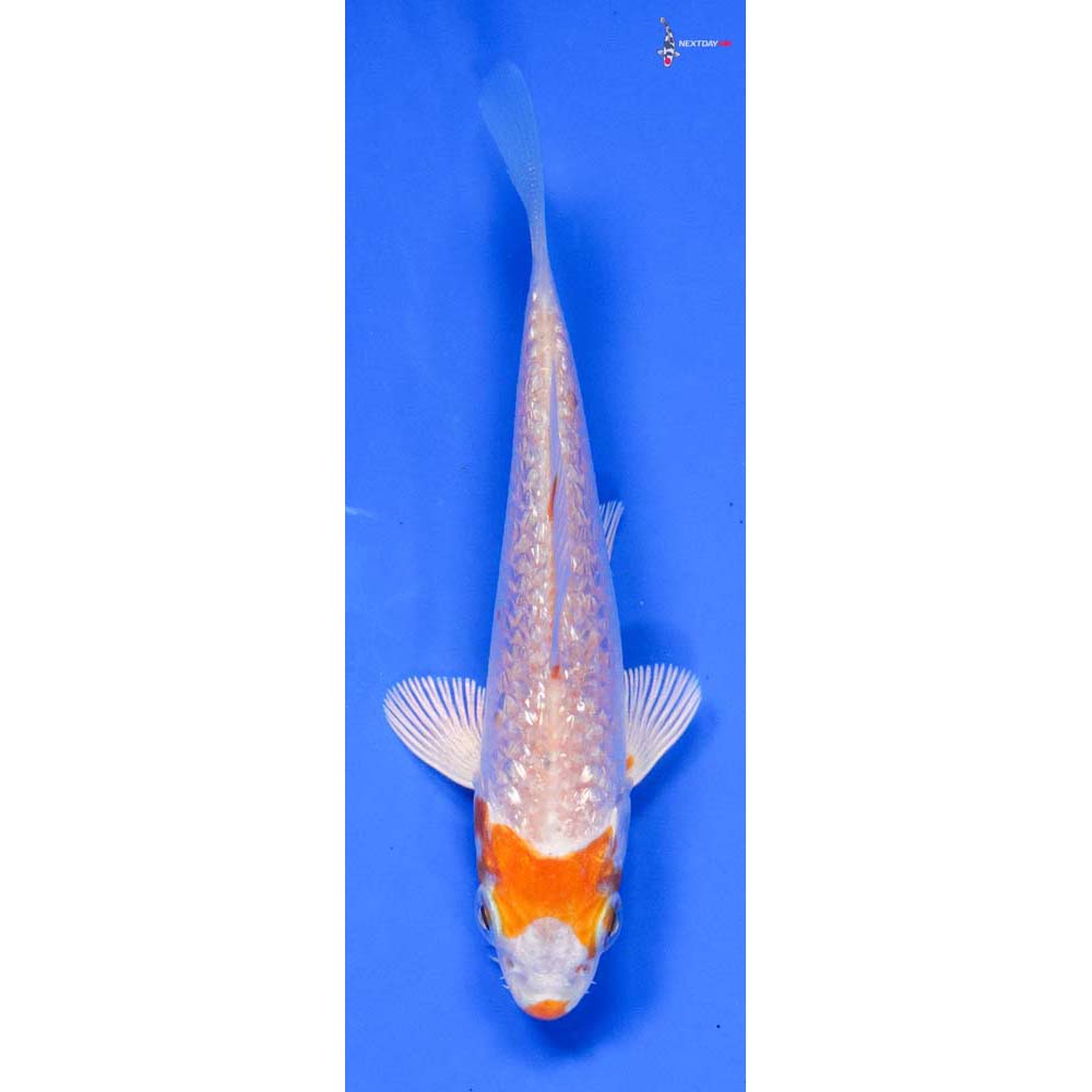 3.5” Imported Gin Rin Hariwake