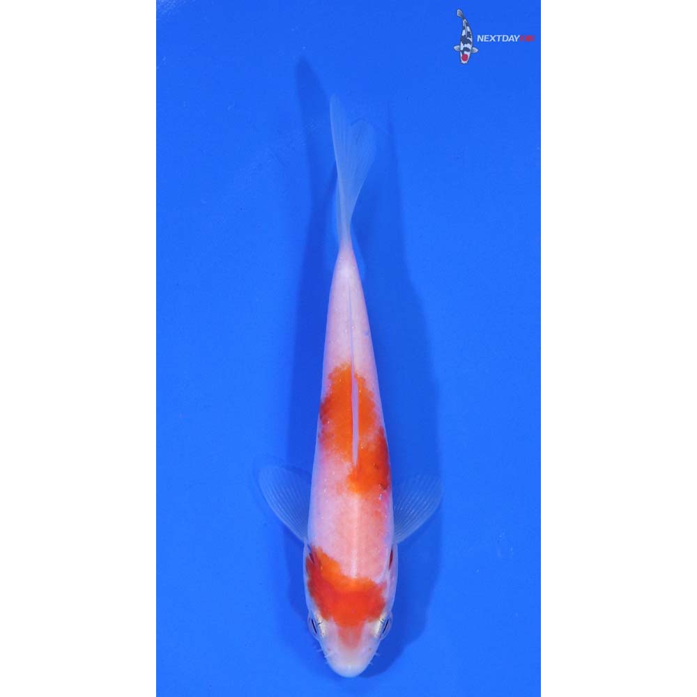 4” Imported Kohaku
