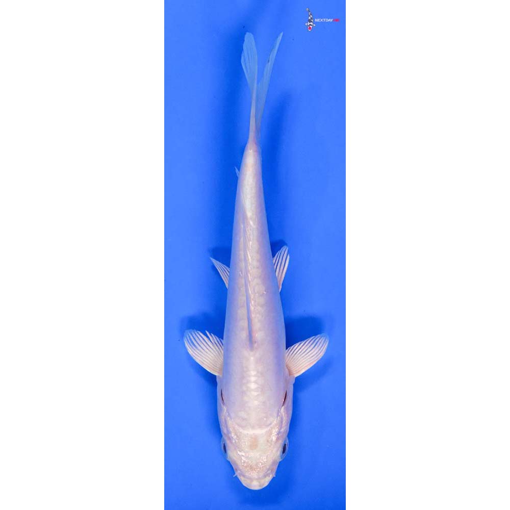 6” Imported Doitsu Platinum Ogon
