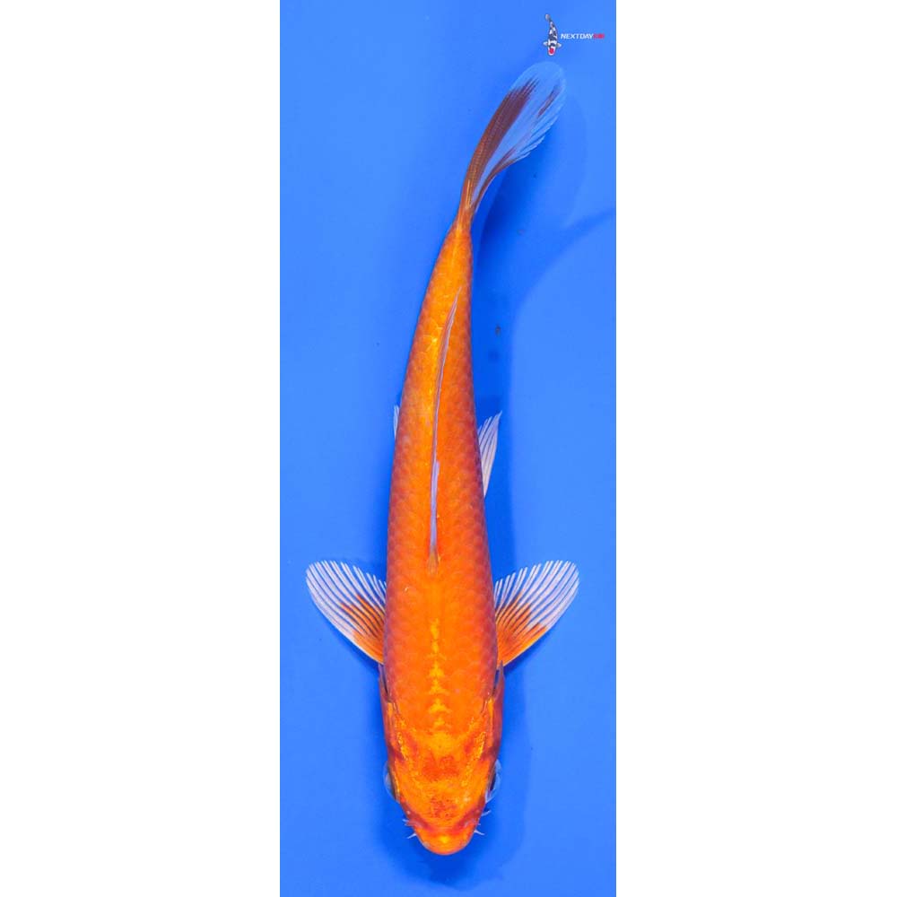 6” Imported Orenji Ogon