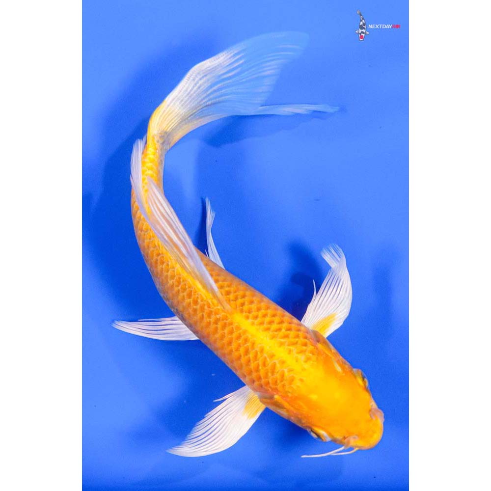 7” Imported Yamabuki Ogon Butterfly Koi