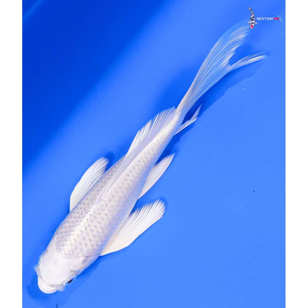 7.5” Imported Yamabuki Ogon Butterfly Koi | Next Day Koi
