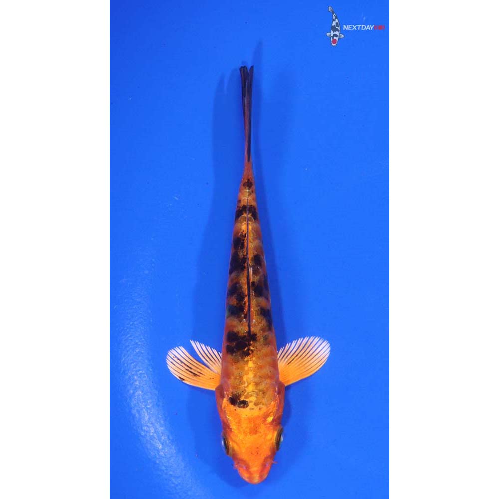 4” Imported Doitsu Kin Aka Bekko