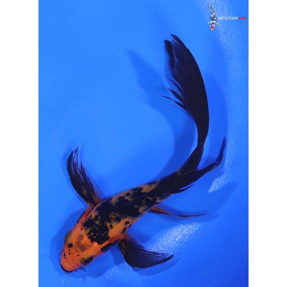4.5” Imported Aka Bekko Butterfly Koi