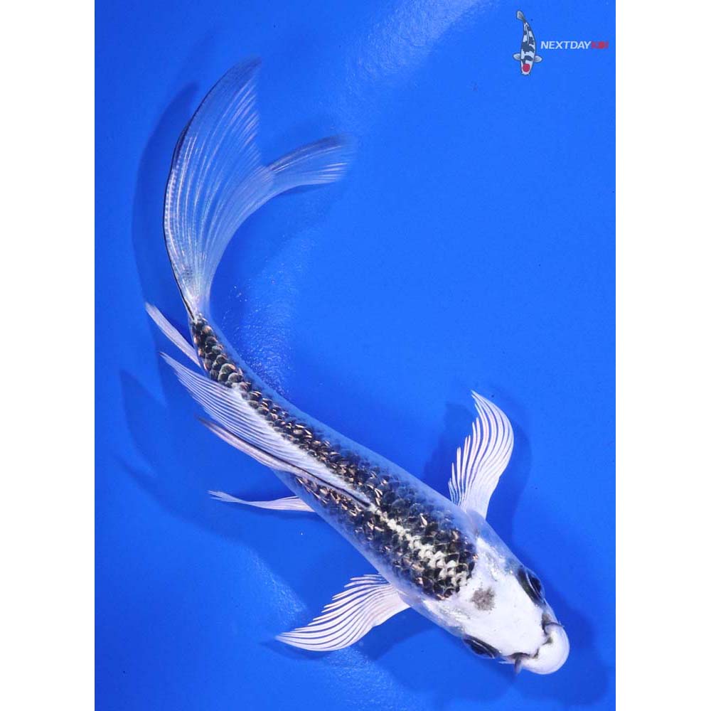 4.5” Imported Gin Rin Gin Matsuba Butterfly Koi
