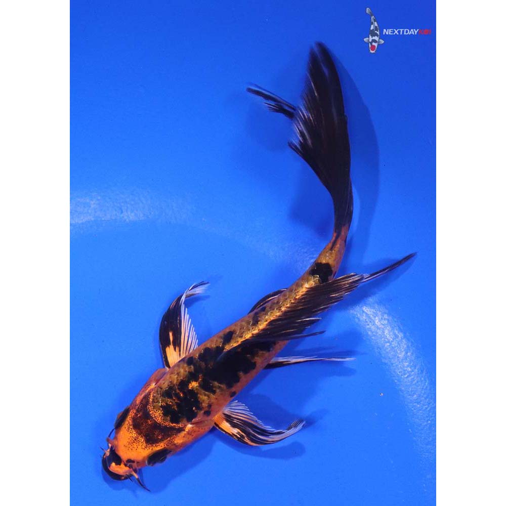 5” Imported Kin Aka Bekko Butterfly Koi