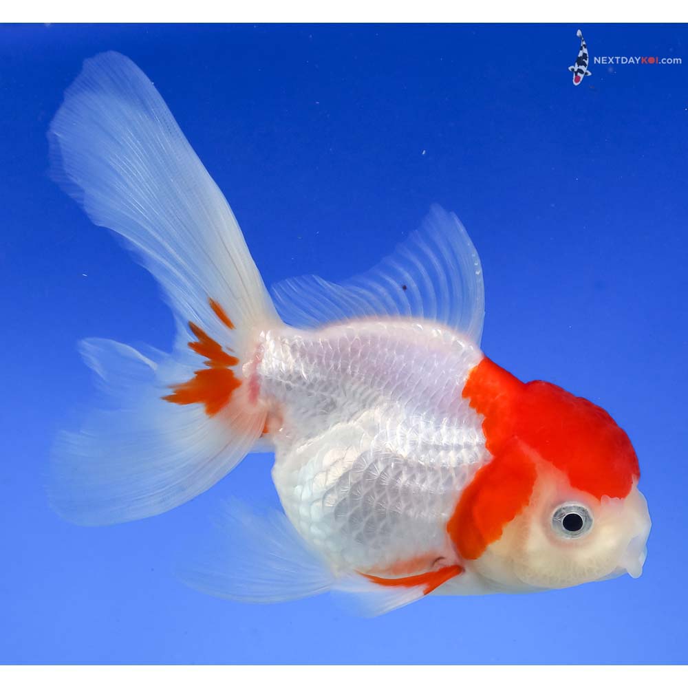 5” Imported Red and White Oranda