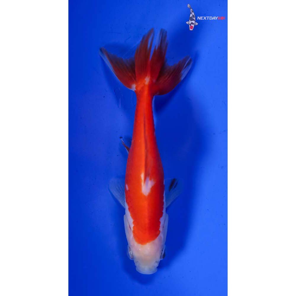 3.5” Imported Red and White Wakin