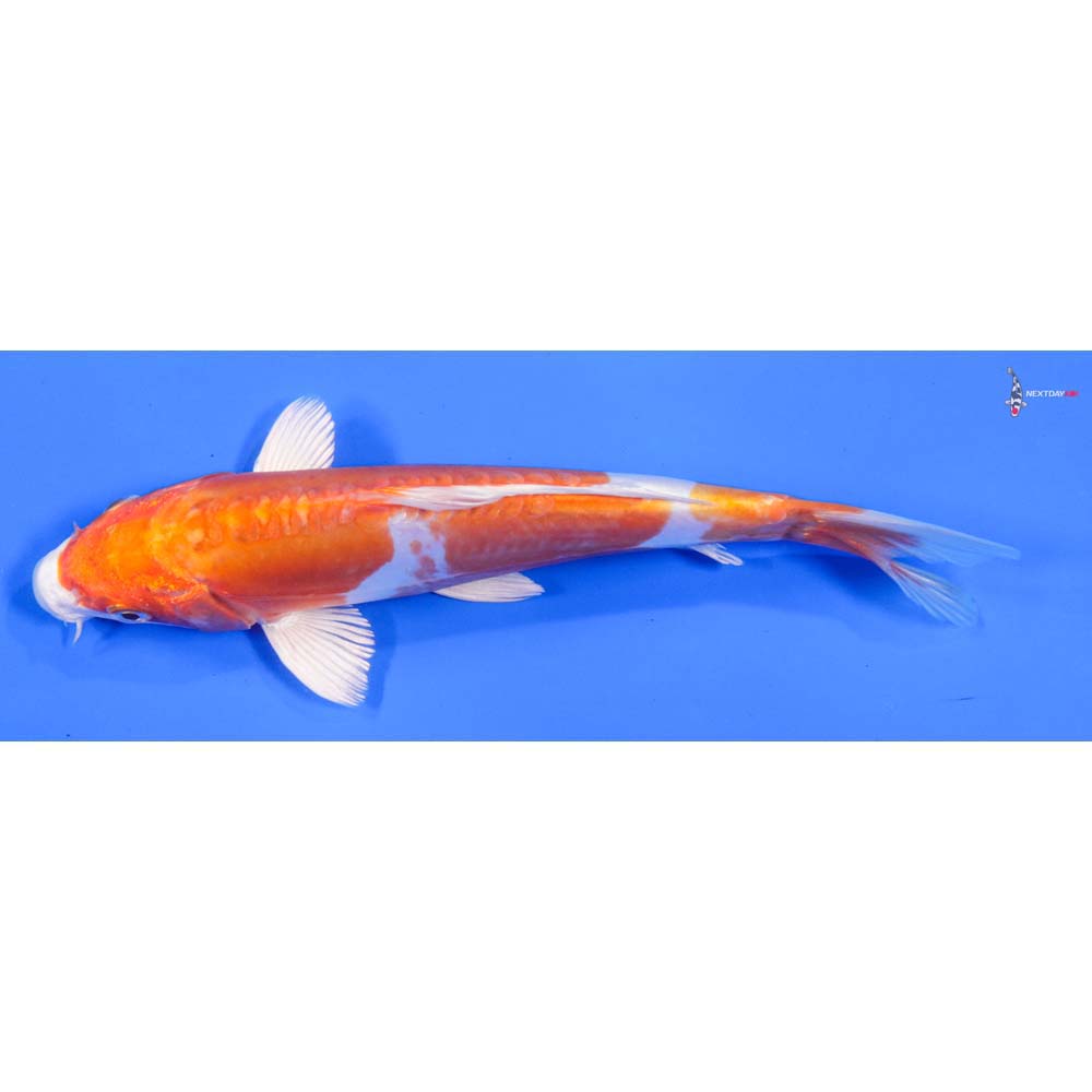 8” Imported Kikusui - Image 4