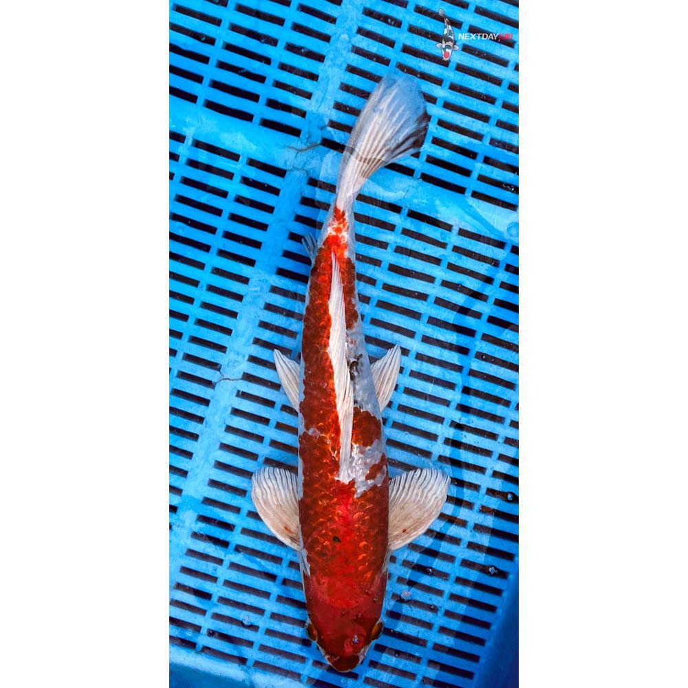 14-16” Imported Gin Rin Yamato Nishiki
