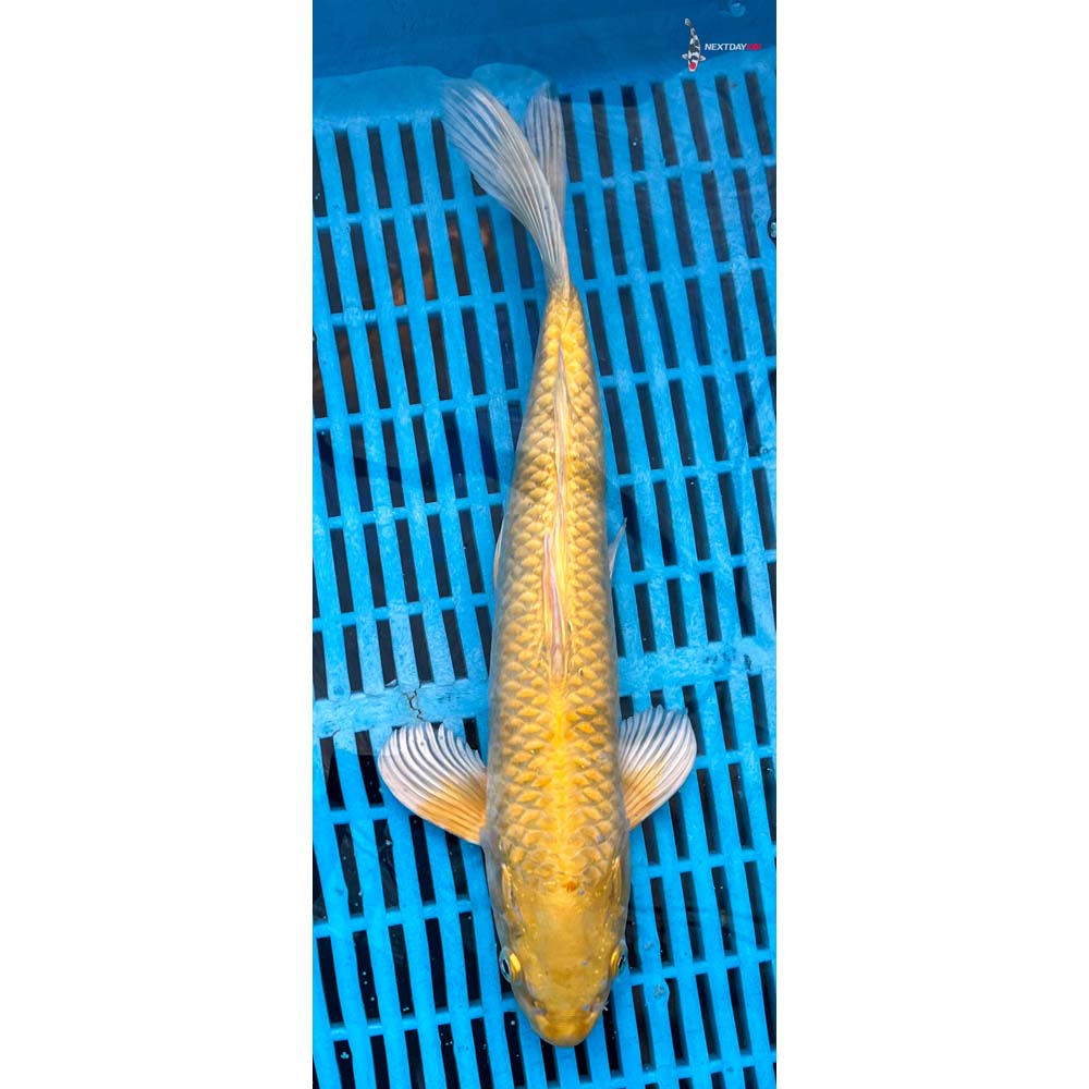 12-14” Imported Yamabuki Ogon