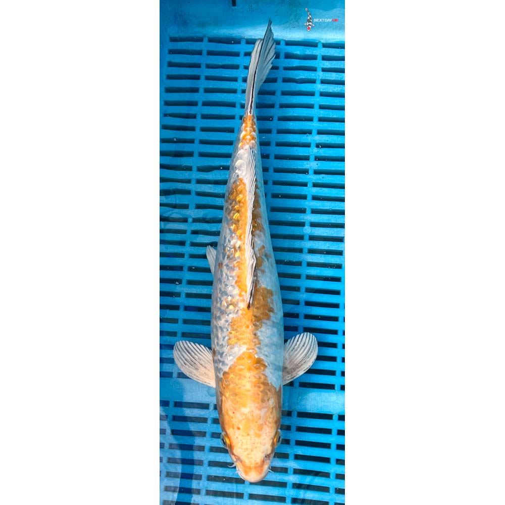 14-16” Imported Gin Rin Lemon Hariwake