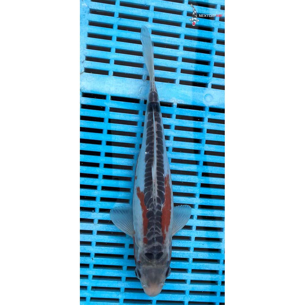 10-12” Imported Shusui