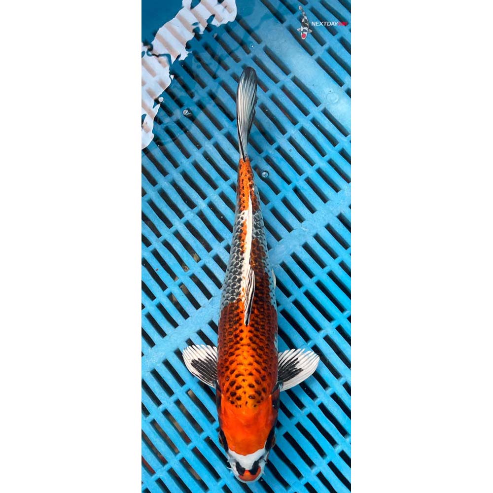 10-12” Imported Kujaku
