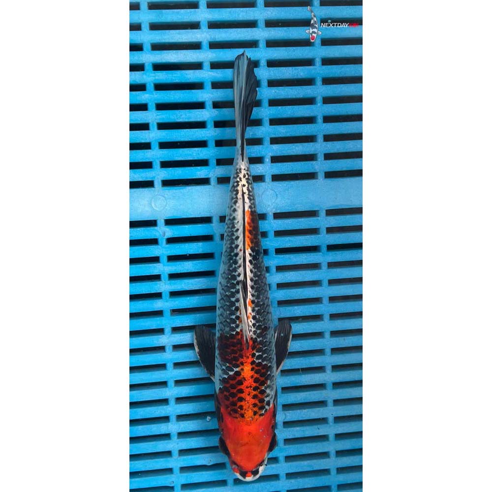 10-12” Imported Kujaku