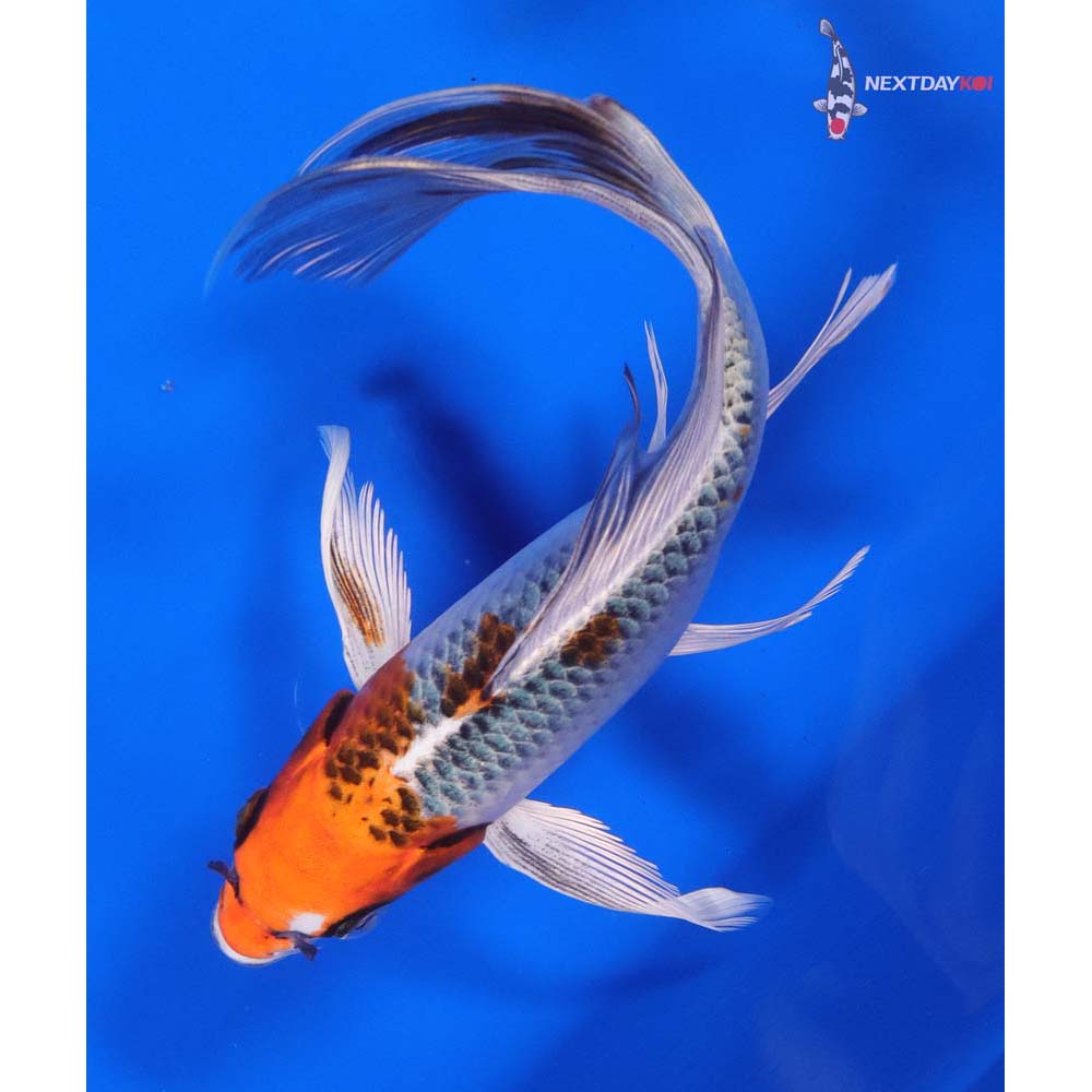 7.5” Imported Kujaku Butterfly Koi