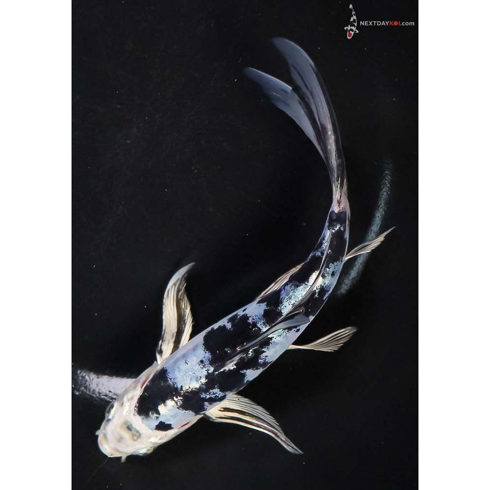 7” Imported Doitsu Blue Gin Shiro Bekko Butterfly Koi