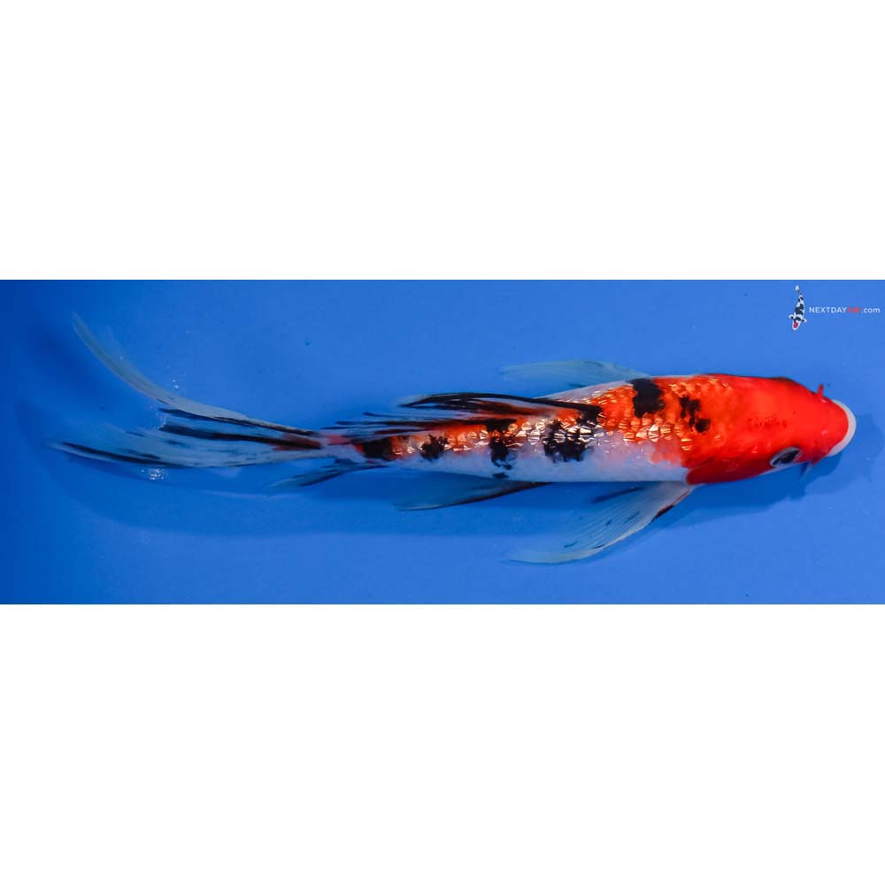 7” Imported Gin Rin Sanke Butterfly Koi
