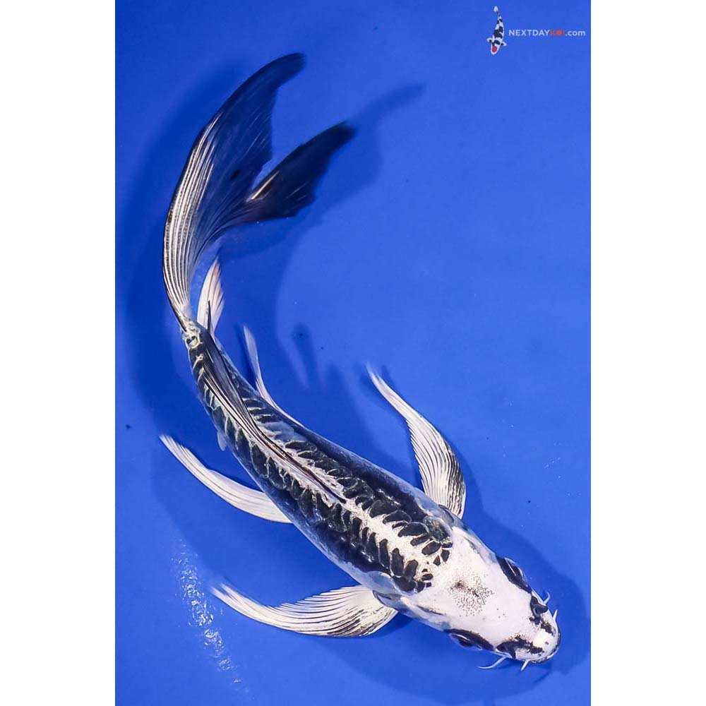 7” Imported Kikokuryu Butterfly Koi