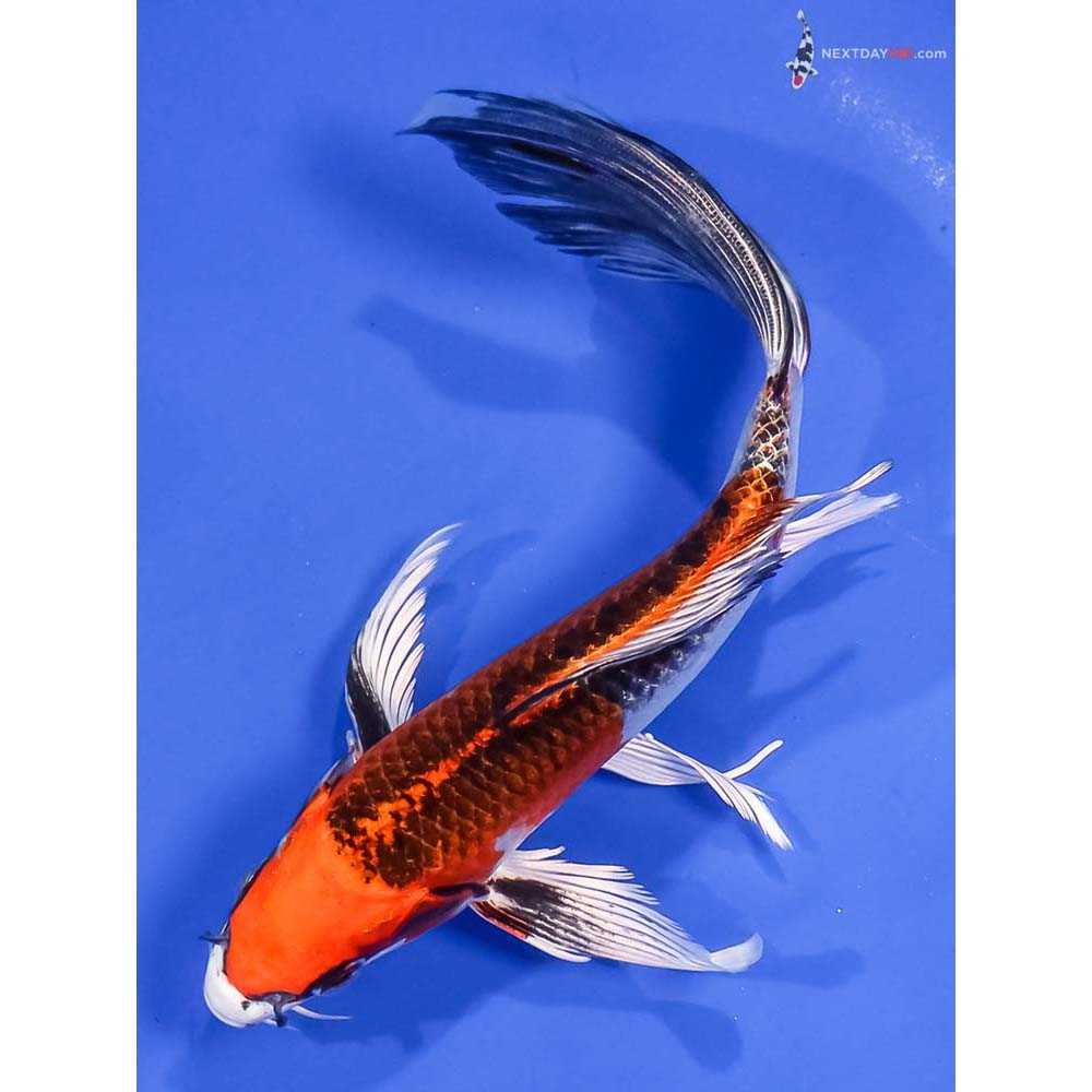 7.5” Imported Kujaku Butterfly Koi