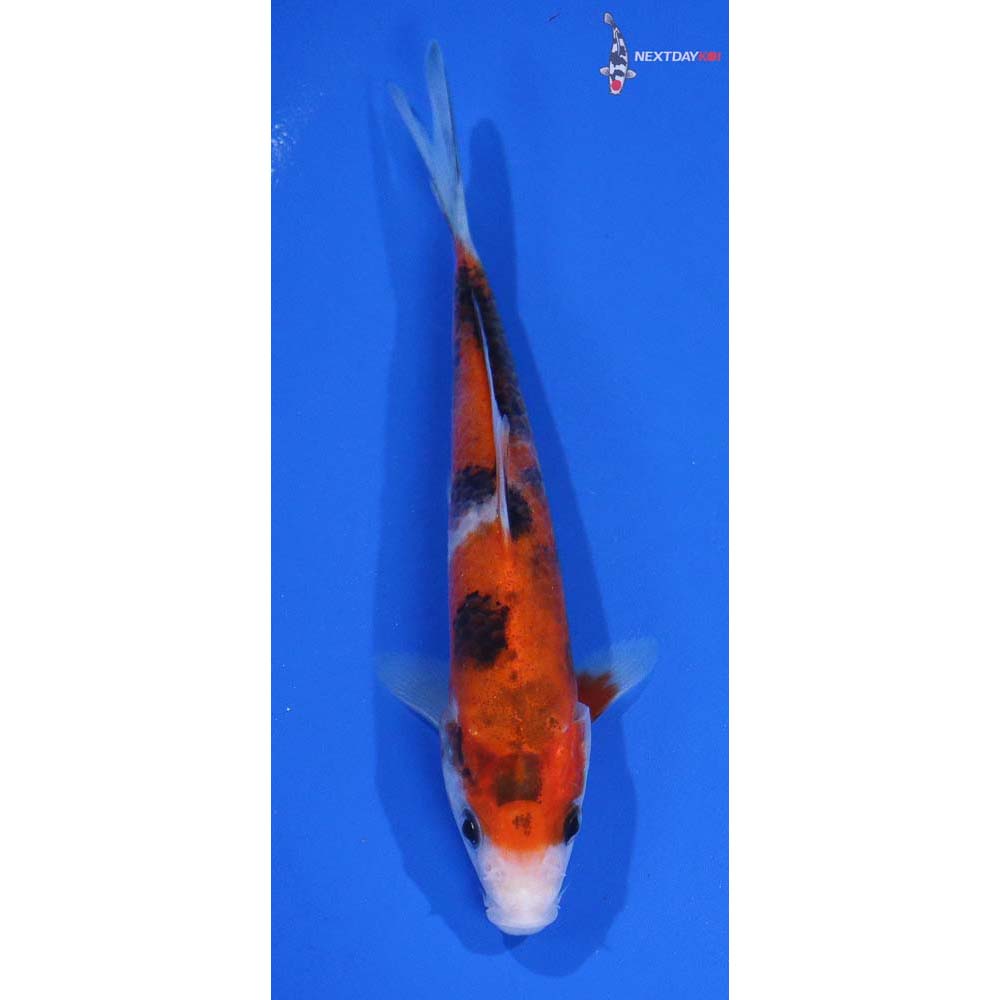 5” Imported Sanke
