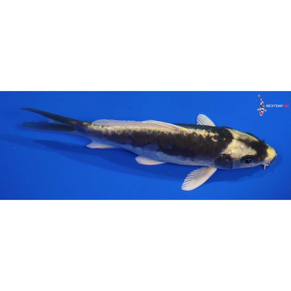 5” Imported Kin Kikokuryu