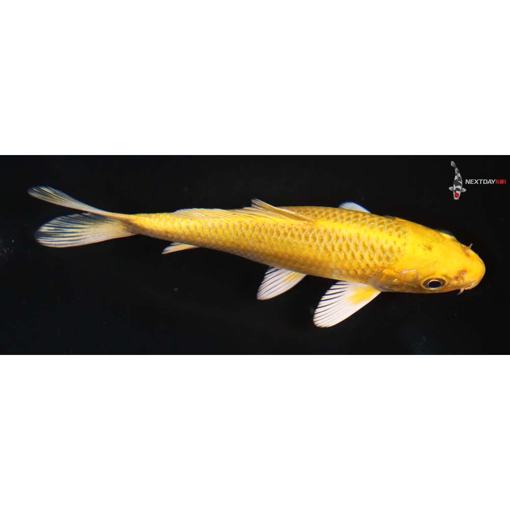 5” Imported Yamabuki Ogon