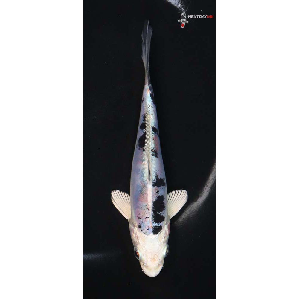 5.5” Imported Heisei Nishiki