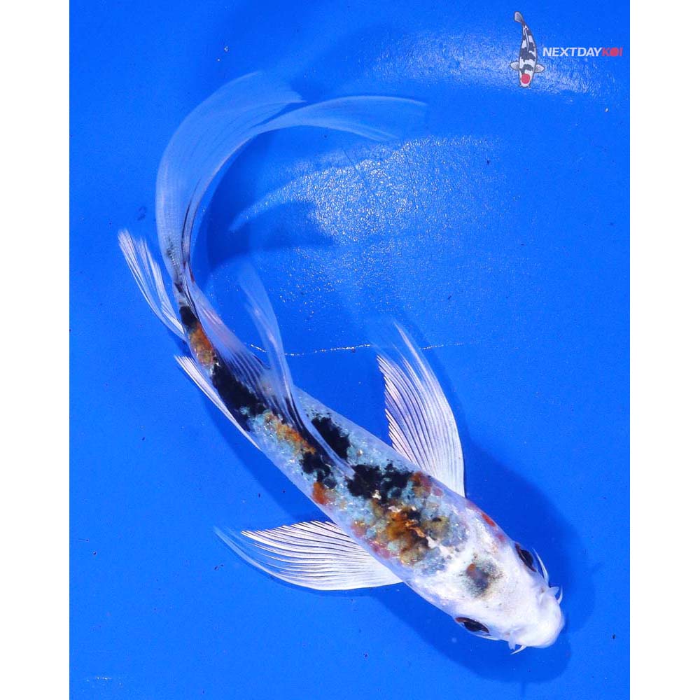 5.5” Imported Yamato Nishiki Butterfly Koi