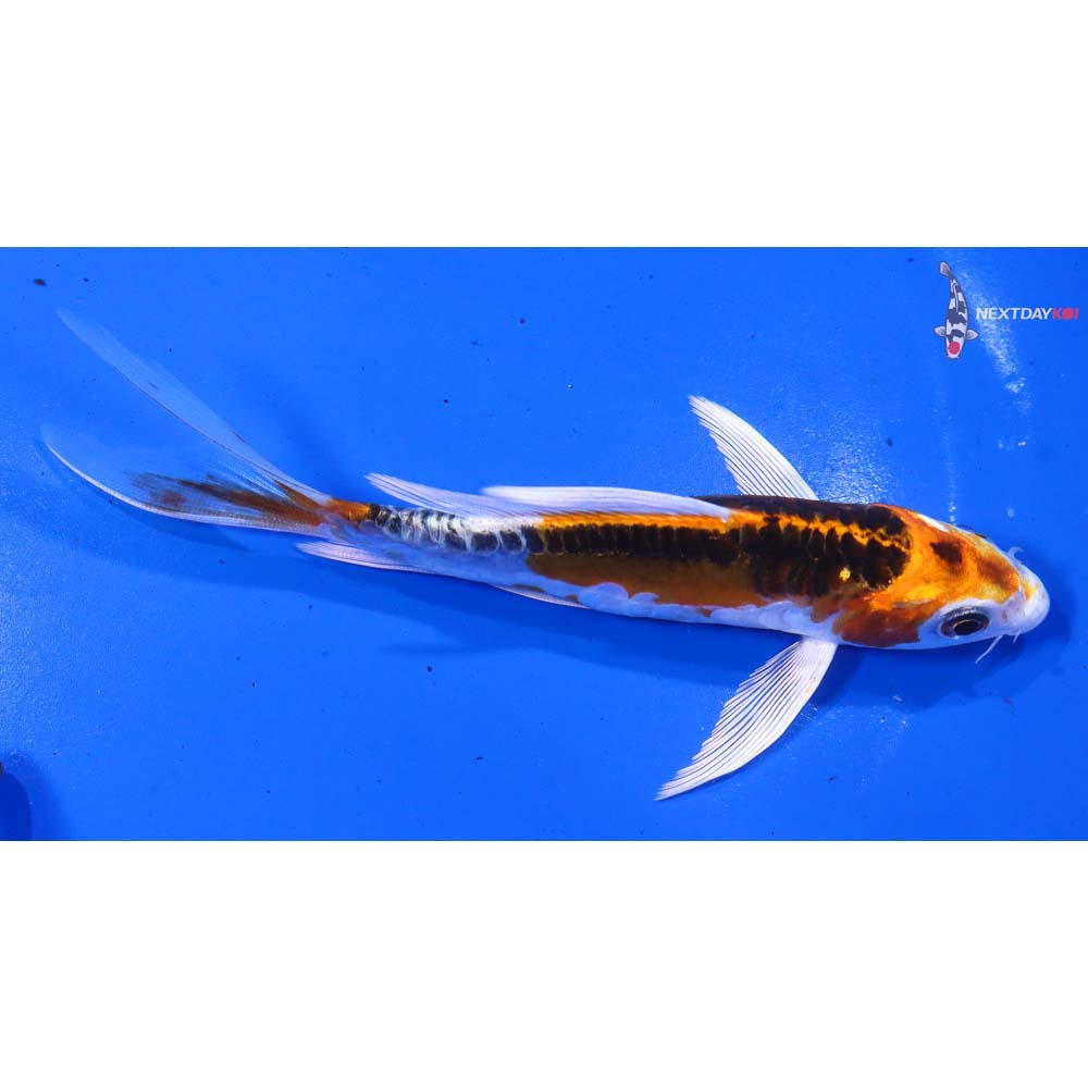 5.5” Imported Doitsu Kujaku Butterfly Koi