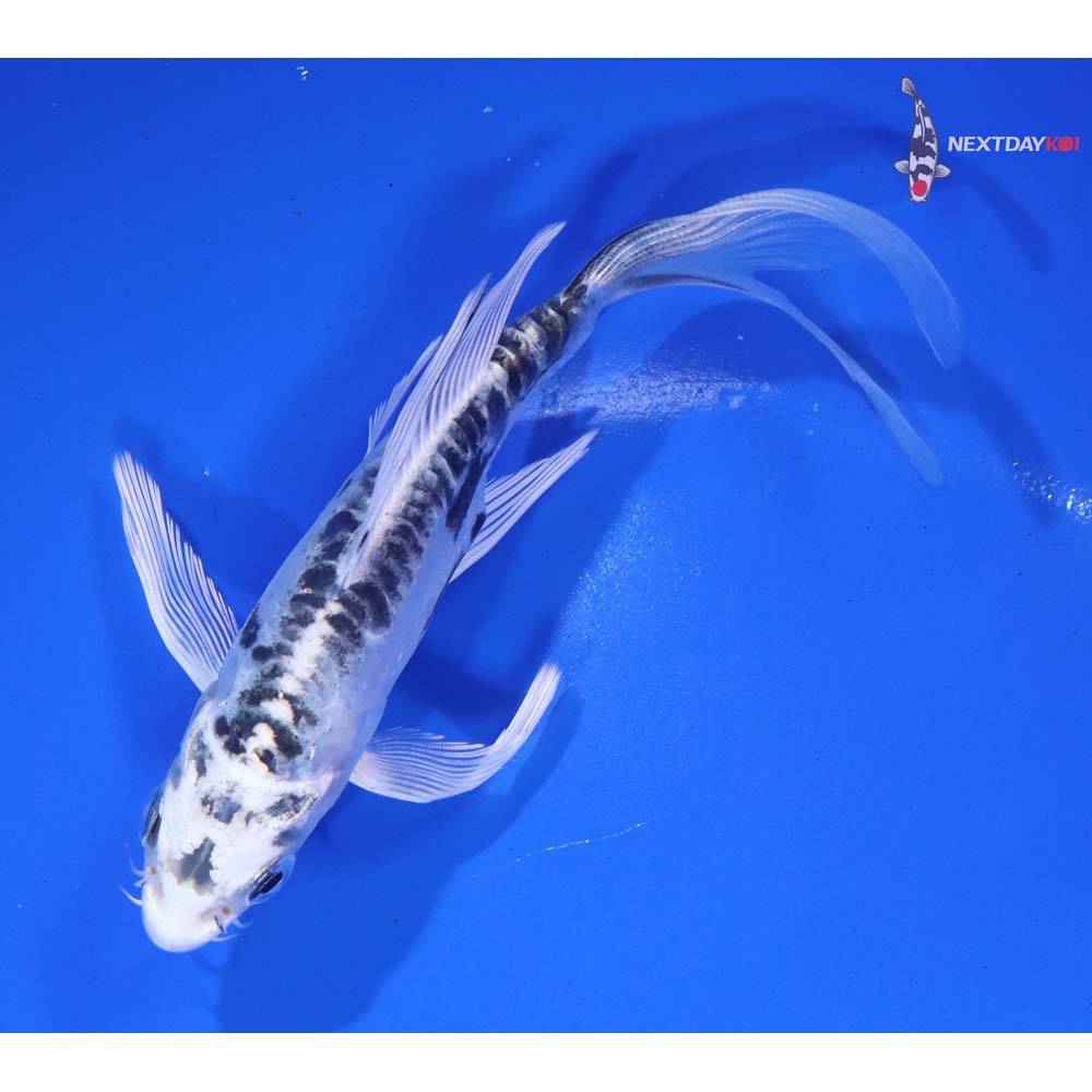 5” Imported Doitsu Gin Matsuba Butterfly Koi