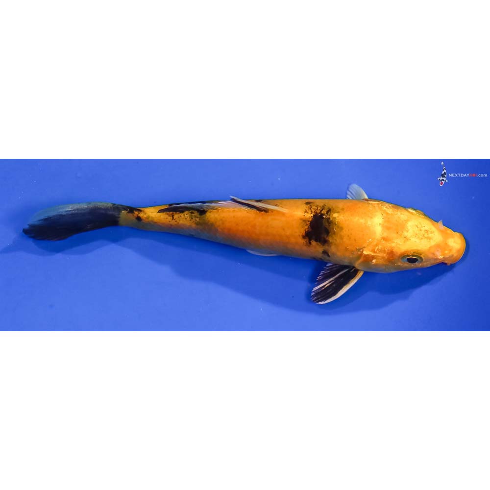 5.5” Imported Kin Ki Utsuri