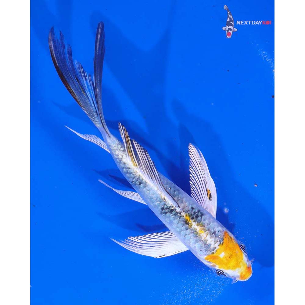 4.5” Imported Yamato Nishiki Butterfly Koi