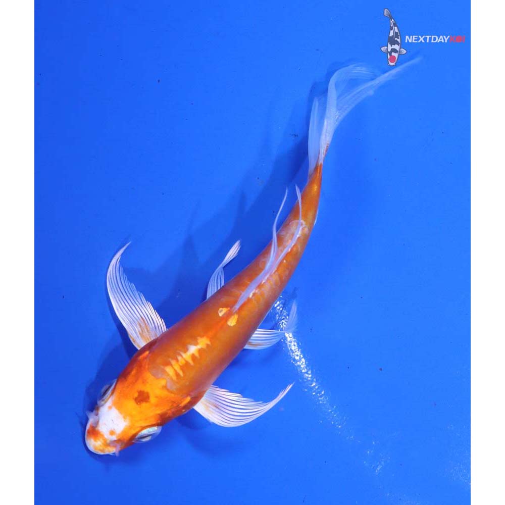 4.5” Imported Kikusui Butterfly Koi